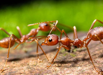 Ants
