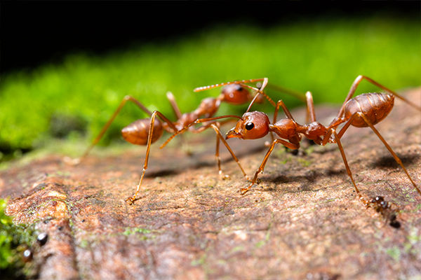 Ants