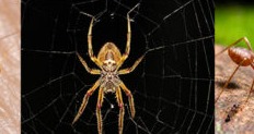 Spider