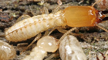 Termites